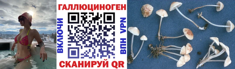 Псилоцибиновые грибы мицелий  сколько стоит  Мурманск 
